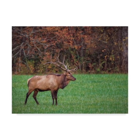 Galloimages Online 'Bull Elk' Canvas Art,35x47